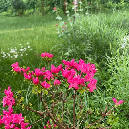 Rosa Centre Balatonfüred
