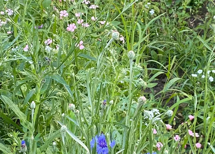 Rosa Centre Balatonfüred